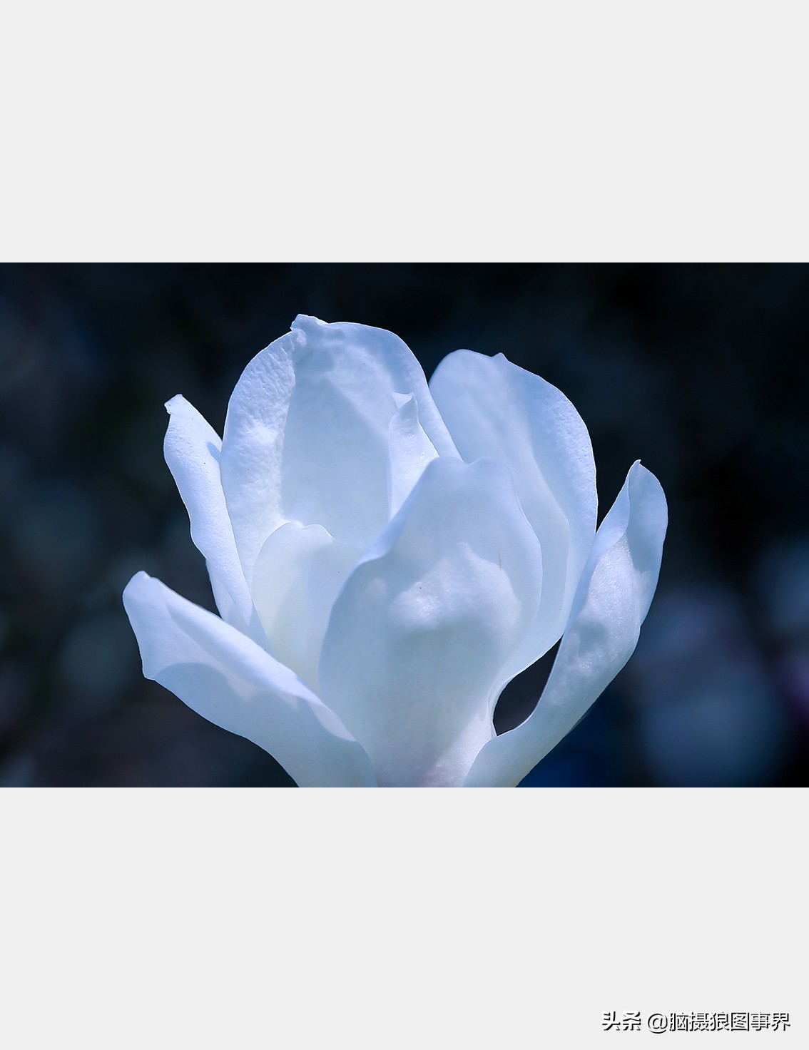 玉蘭花圖片,玉蘭花圖片大全大圖
