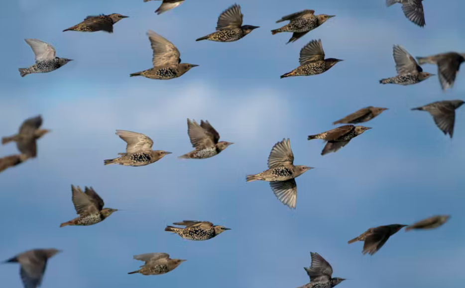 75万只鸟在空中猛扑和盘旋，天空中最壮观的表演，鸟类如何完成？