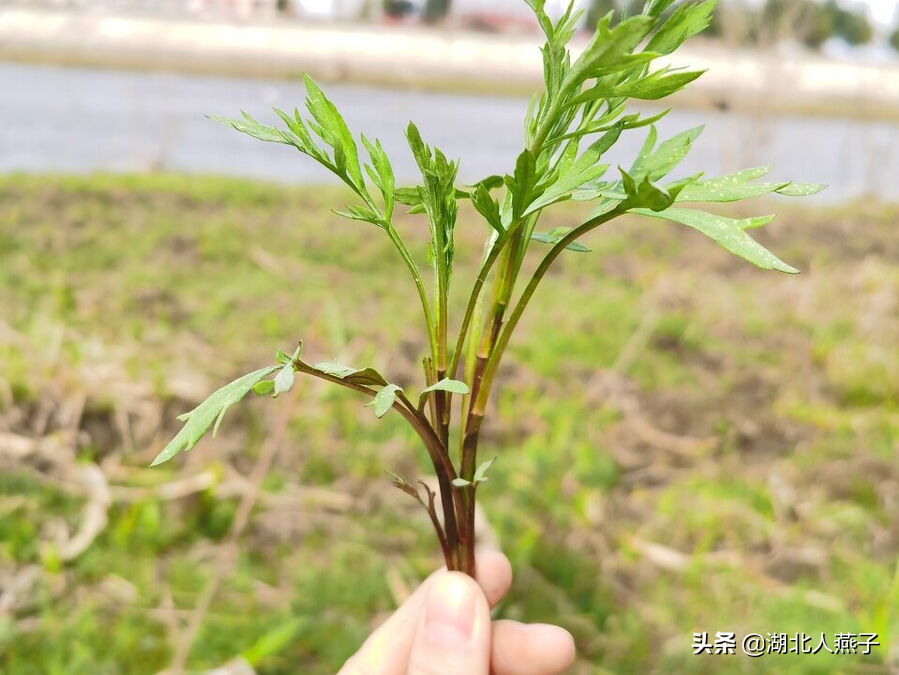 开春十大野菜图片（开春十大野菜图片高清）-第50张图片-科灵网