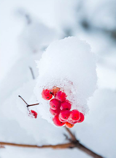 赞美冰雪的现代诗句(「原创诗词」管恩锋 | 若无瑞雪催春发 哪有千花焕彩颜（咏雪20首）)