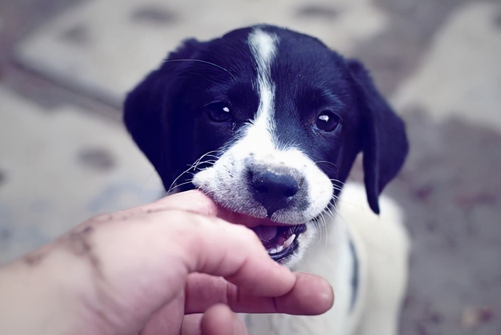 犬类品种列举