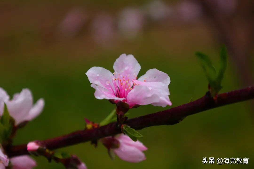 注意！前方一大波春日校园美景来袭