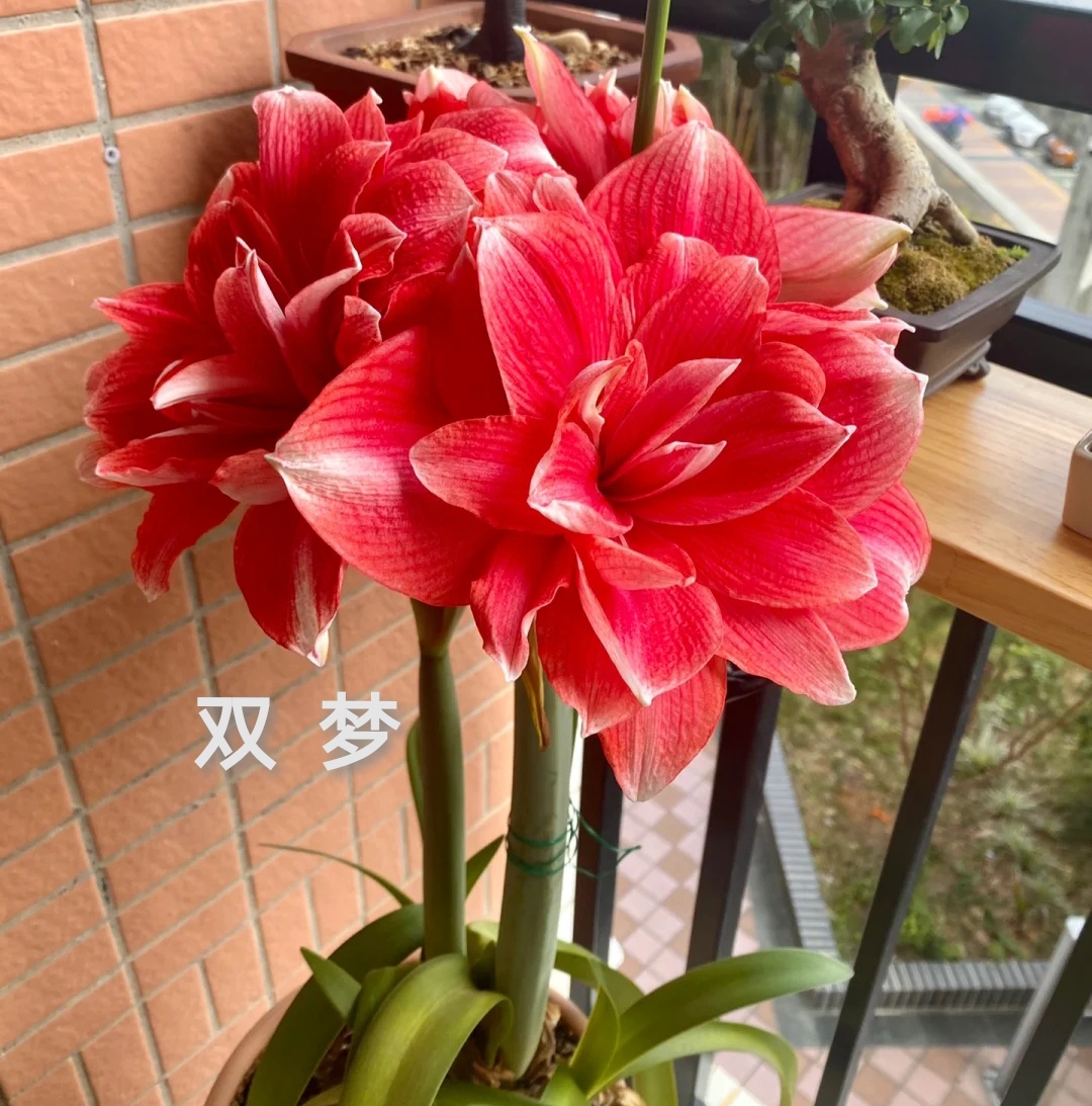 26码睡衣穿多大(最受欢迎的20种朱顶红,个个花大色艳,开花不断)