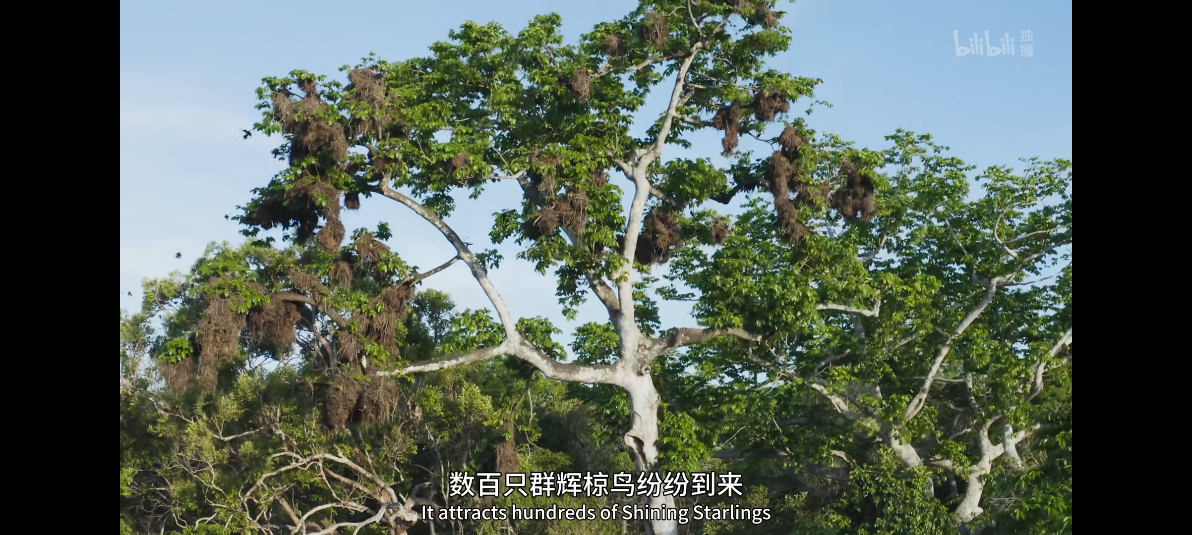 纪录片推荐——《绿色星球》第一集：雨林世界