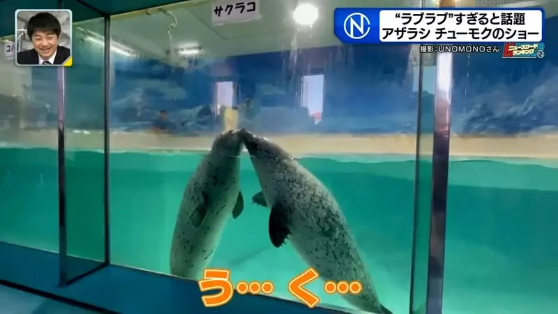 水族馆海豹超爱拥吻，惹人注目，日本饲养员：不是你想的那样