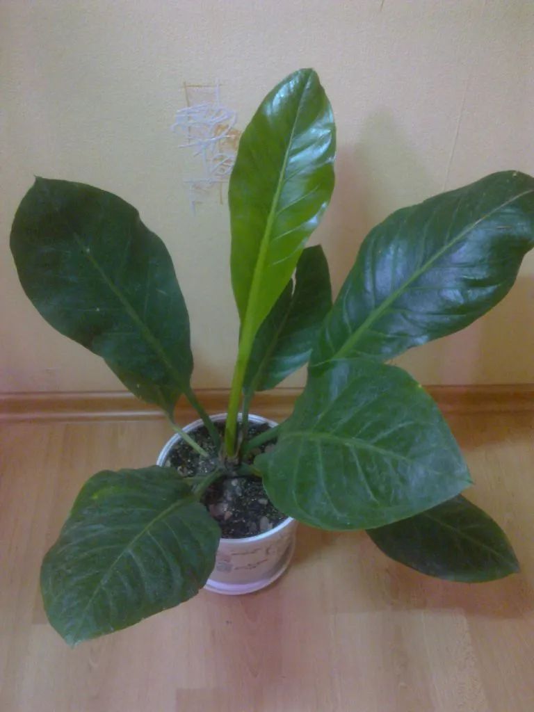 火鹤花图片什么颜色（8种适合养室内的盆栽花烛）