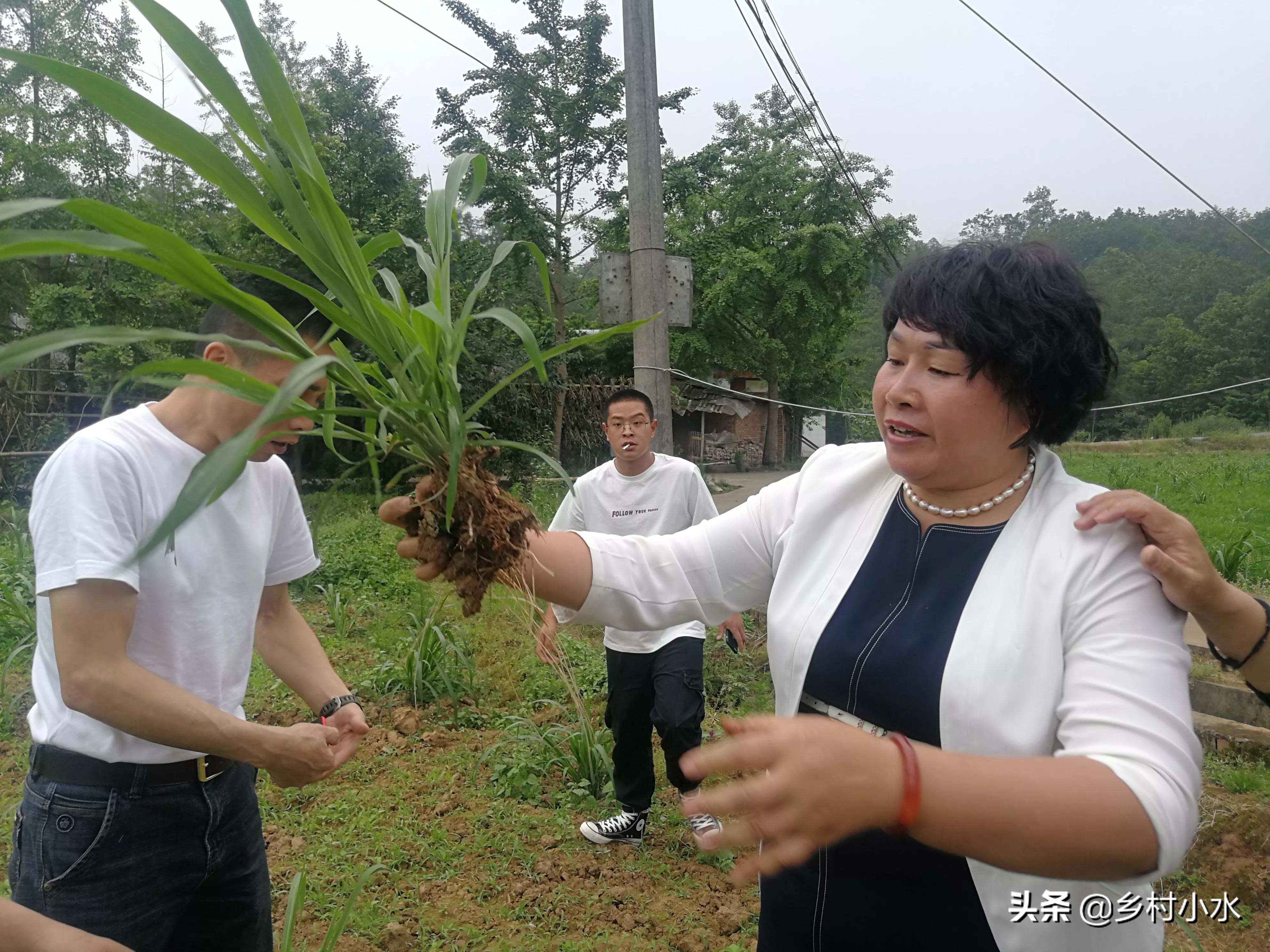 亩产30吨，种植一次能连续收割20年，金牧粮草被誉为“饲草皇后”