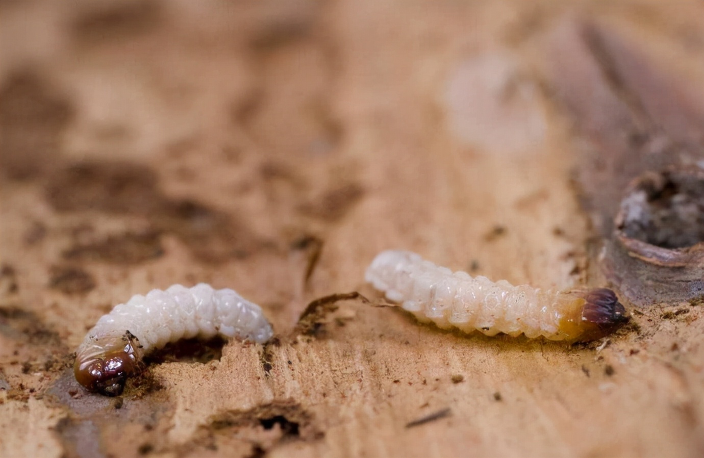 消灭蛀木虫的最好方法(学会这6招自己也能轻松搞定)