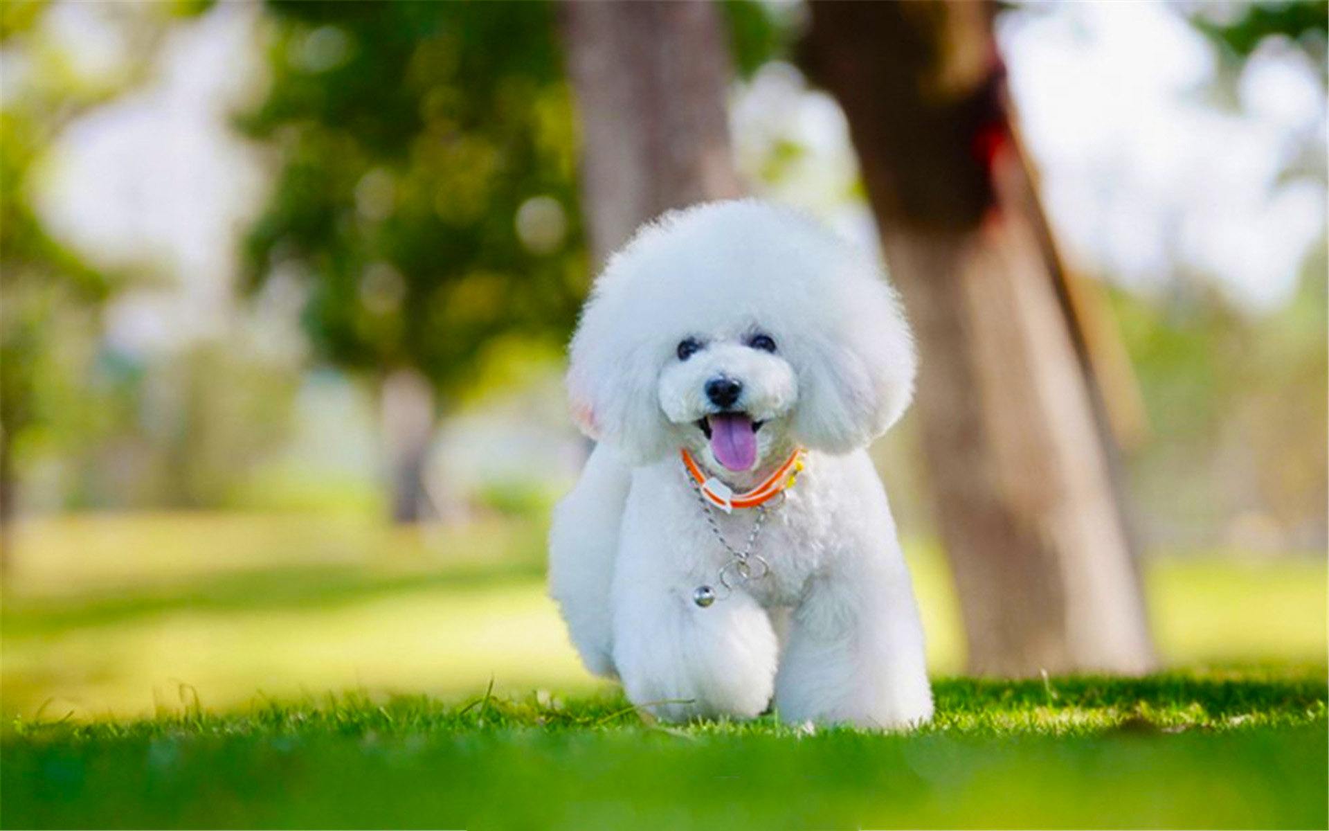 "泰迪"和"比熊"哪个好?看了才知道,差别这么大