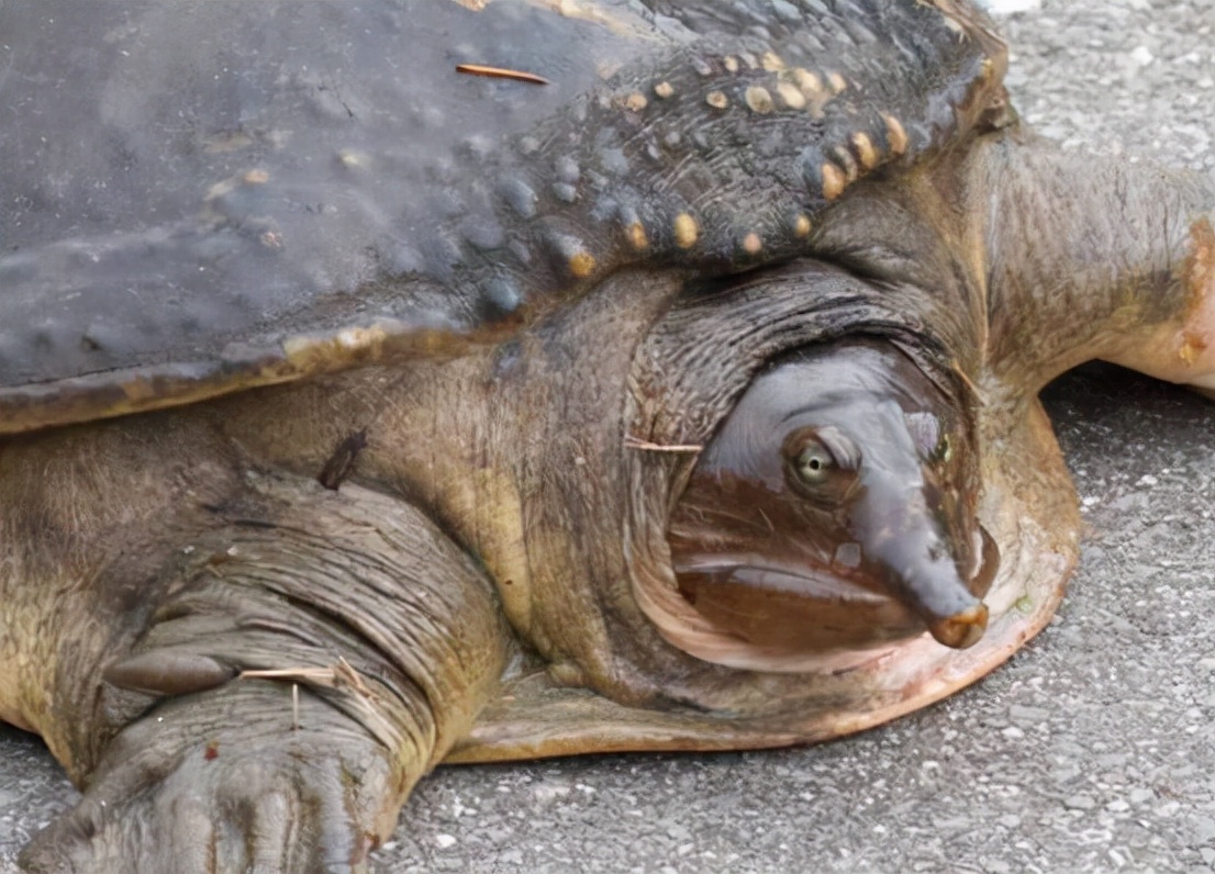 美国巨鳖在黄河泛滥，被人们当作“百年神龟”，售价高达几万元