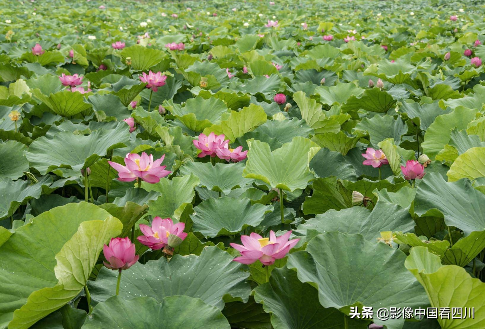 仁寿方家：映日荷花别样红