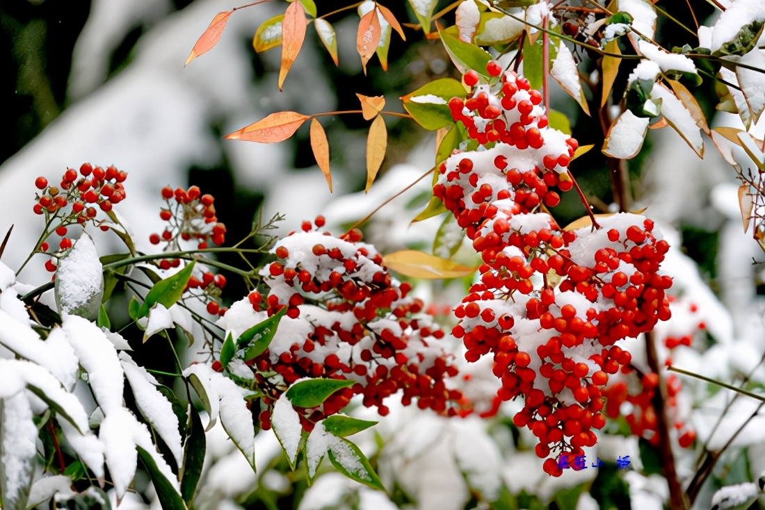 感恩大自然的馈赠“花果揪雪韵”