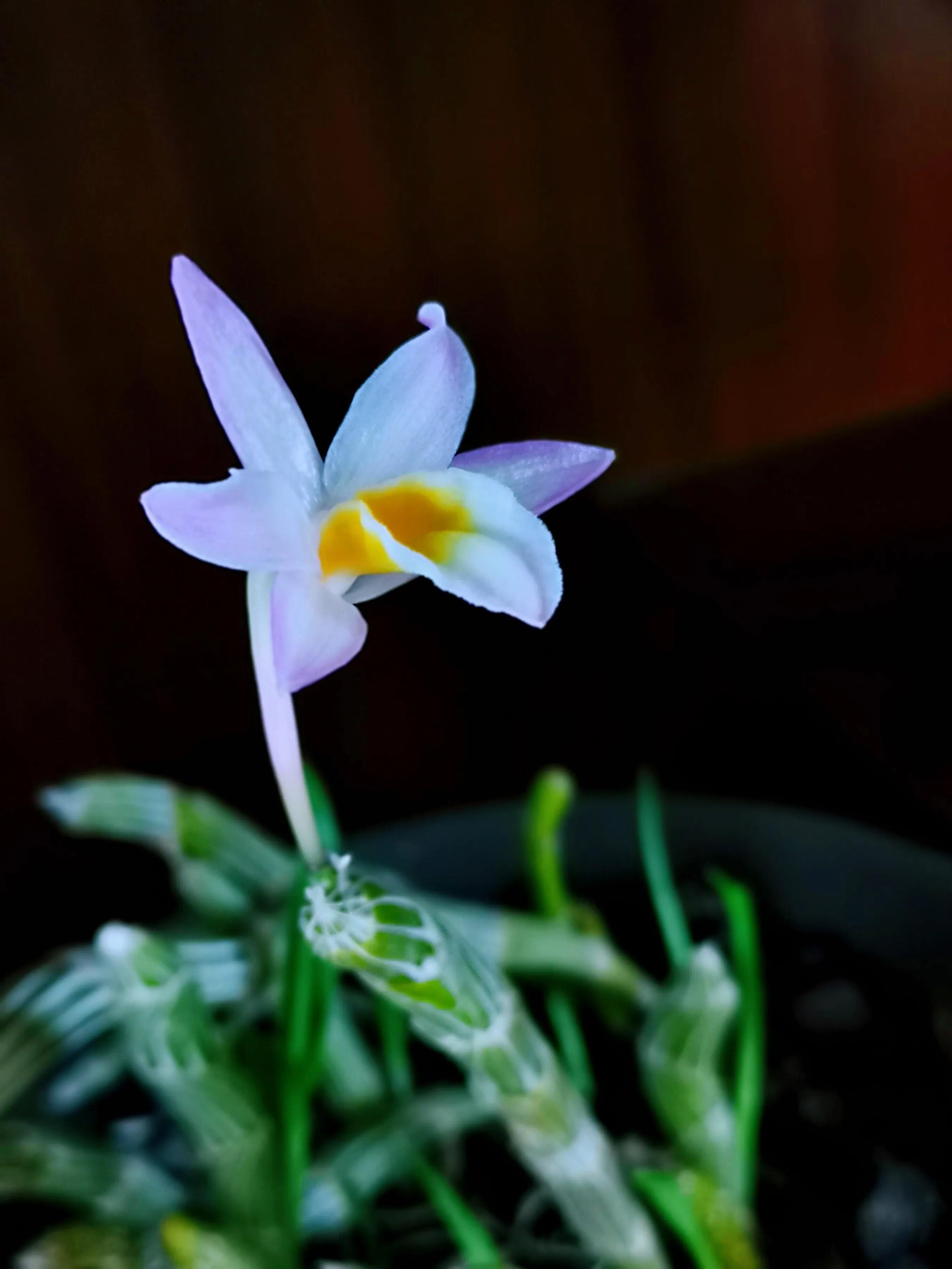 玫瑰石斛～茎悬垂，花姿优雅，玲珑可爱，花色鲜艳，气味芳香