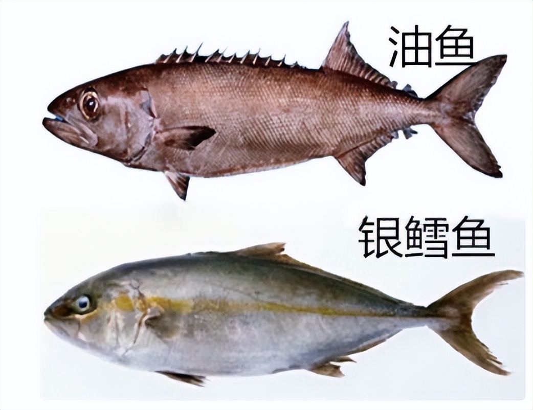 “油魚”為什么叫“油”魚？