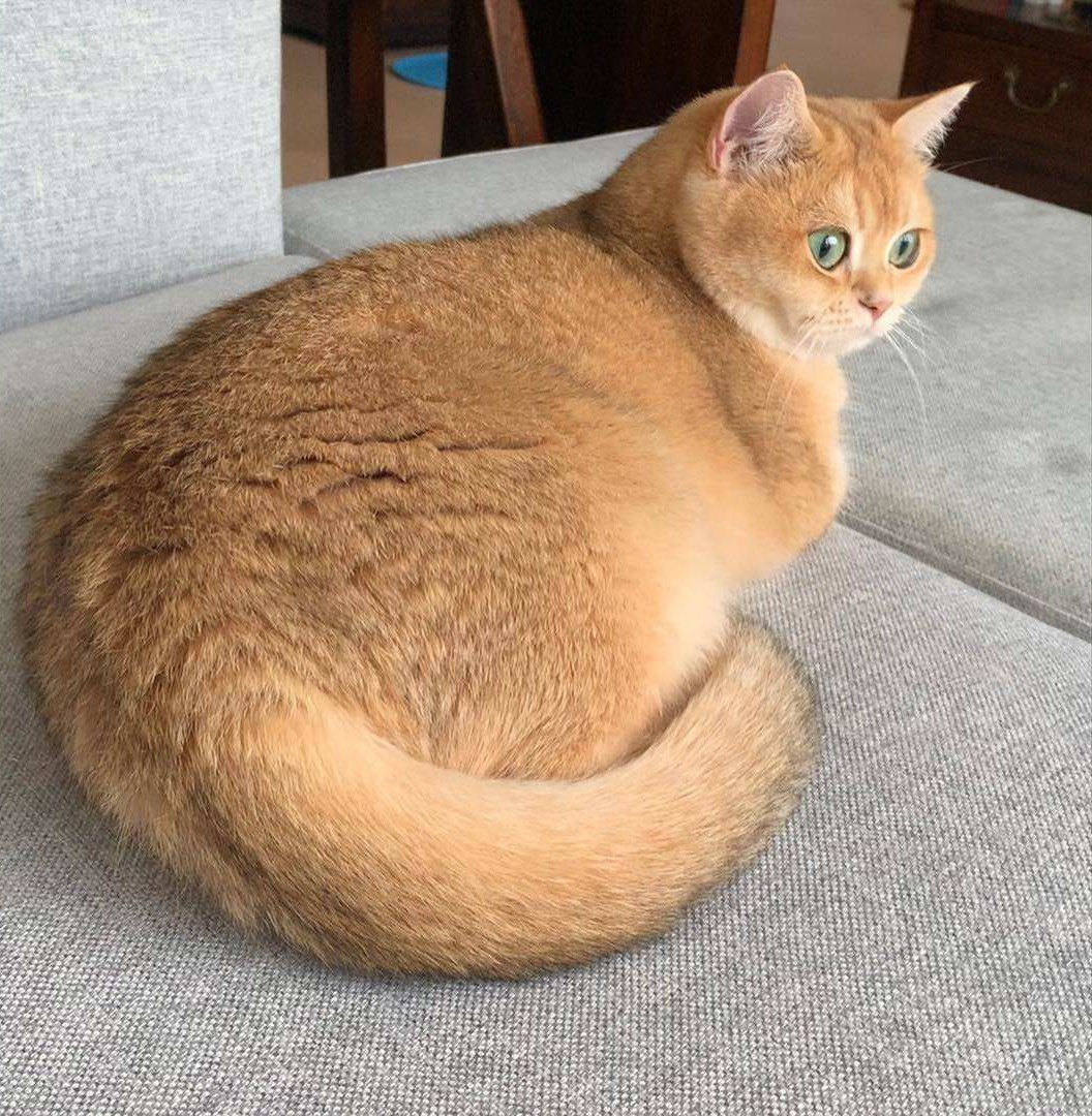 金渐层猫如何鉴定品相?