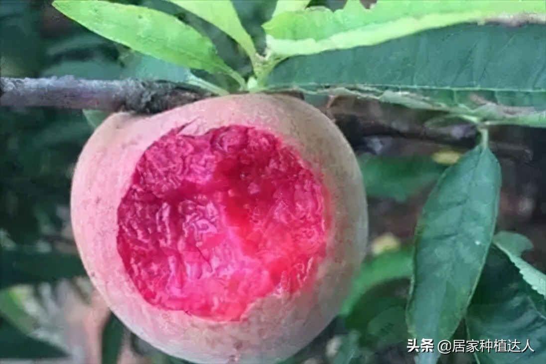 家里院子别闲着 种这种果树 口感软糯有营养 性价比很高 天天看点