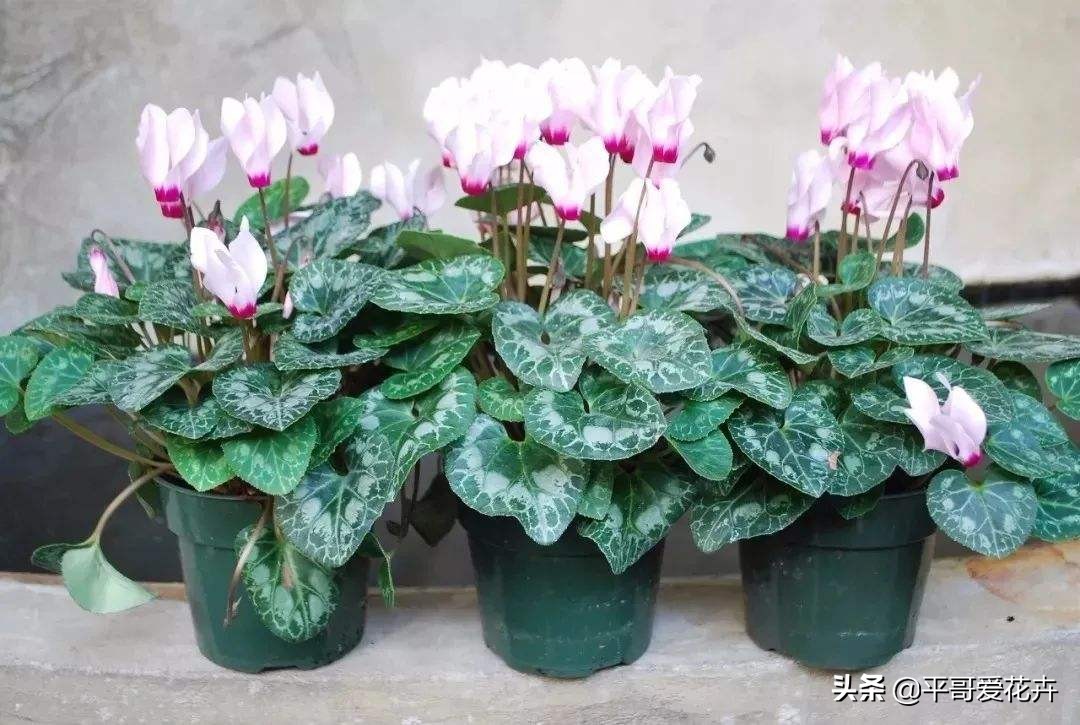 10种“富贵花”，给家里随便买几盆，高端、上档次，谁看了都喜欢