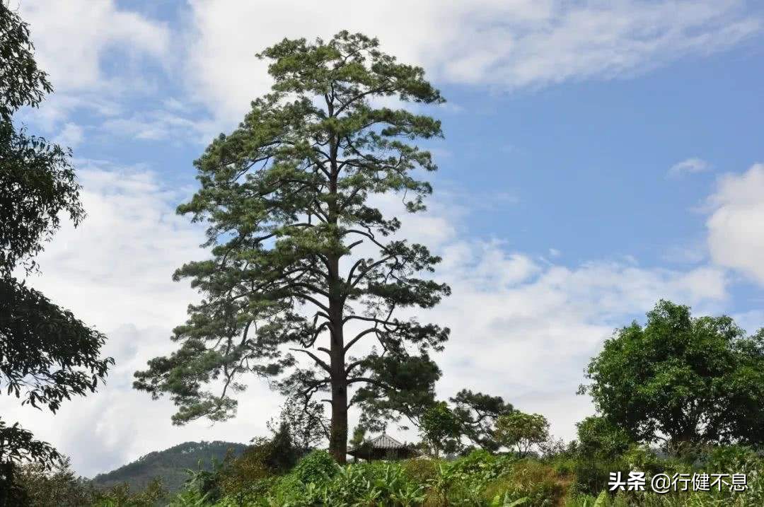 新松恨不高千尺：十二首著名的咏松诗，展示大诗人们的青松情怀