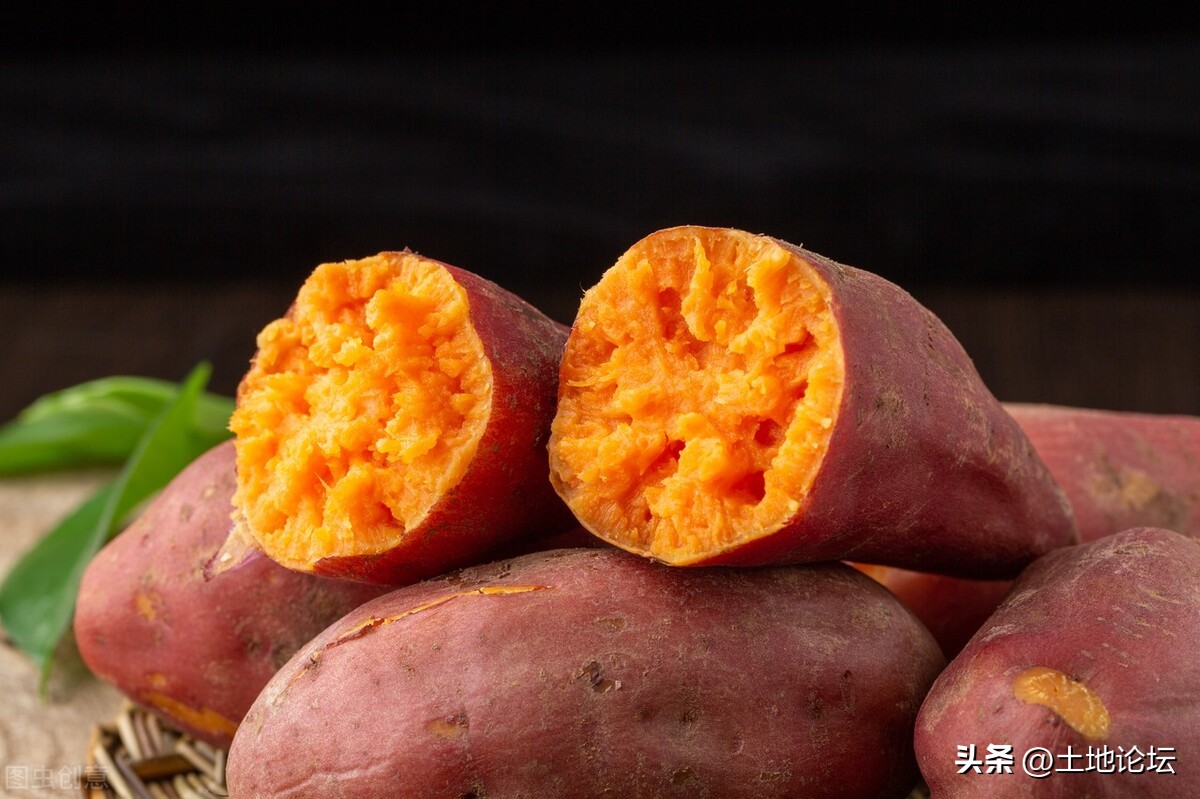 2022年红薯最新行情：多少钱一斤？怎样判断红薯可以挖了？