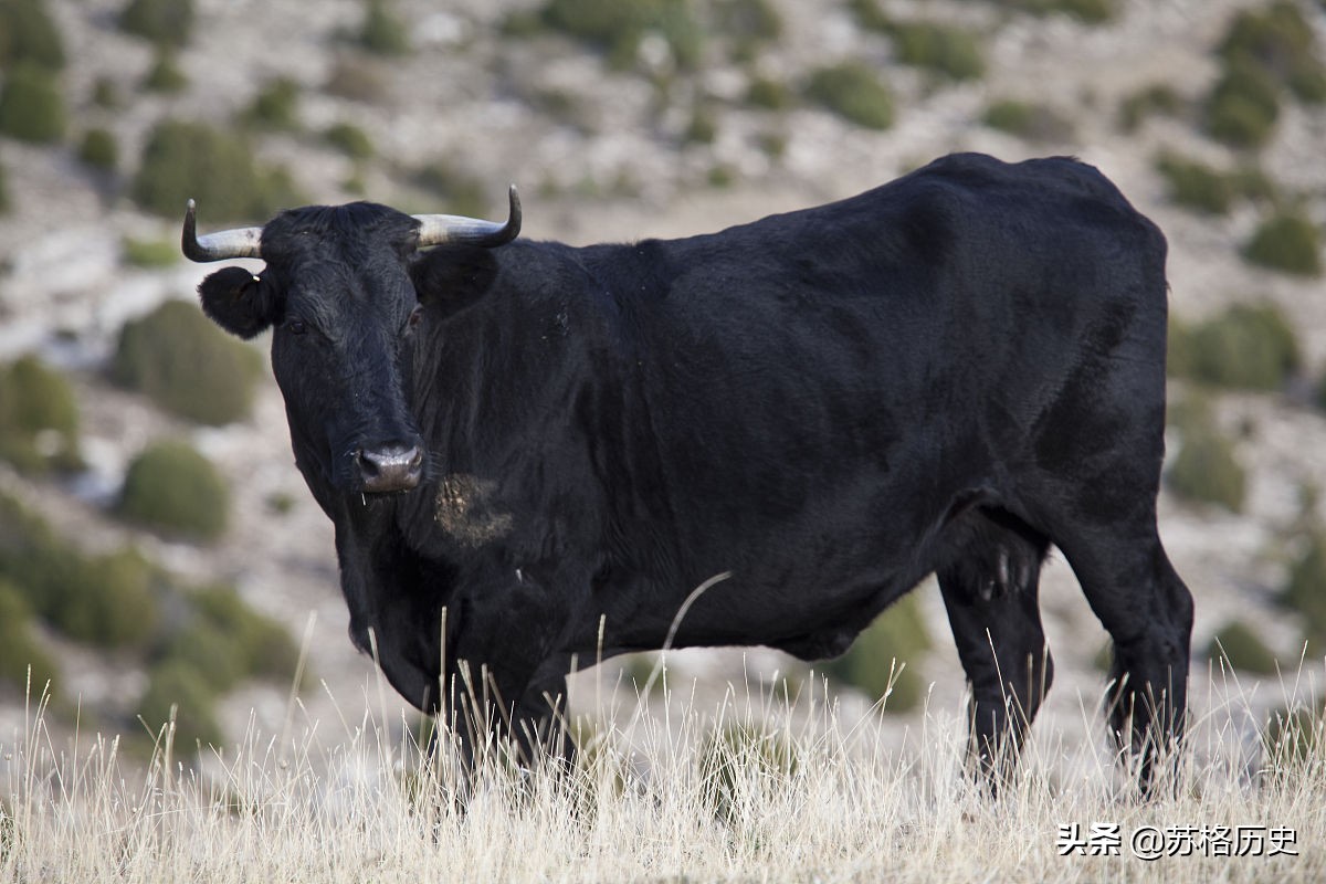 大叔放弃高薪回家养黑牛，年产值高达八千万，一公斤牛肉卖2200元