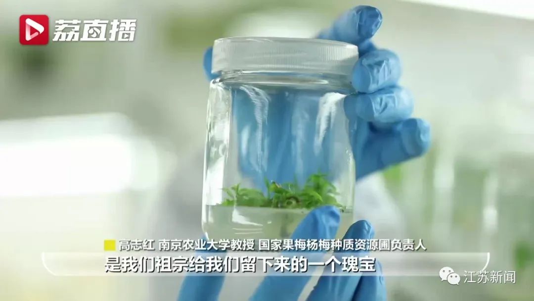 20年坚守三代人奋斗，这群&ldquo;最懂梅花的人&rdquo;，终于开出最美的花