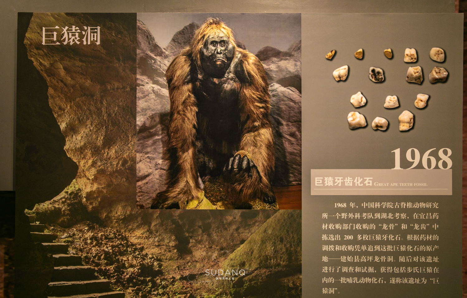 巨猿图片化石图片