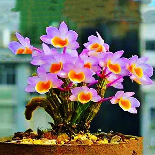 玫瑰石斛～茎悬垂，花姿优雅，玲珑可爱，花色鲜艳，气味芳香