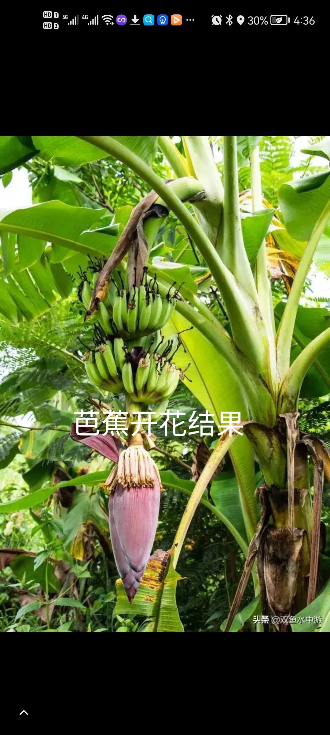 云南的春节作文500字（2022年昆明的春节）