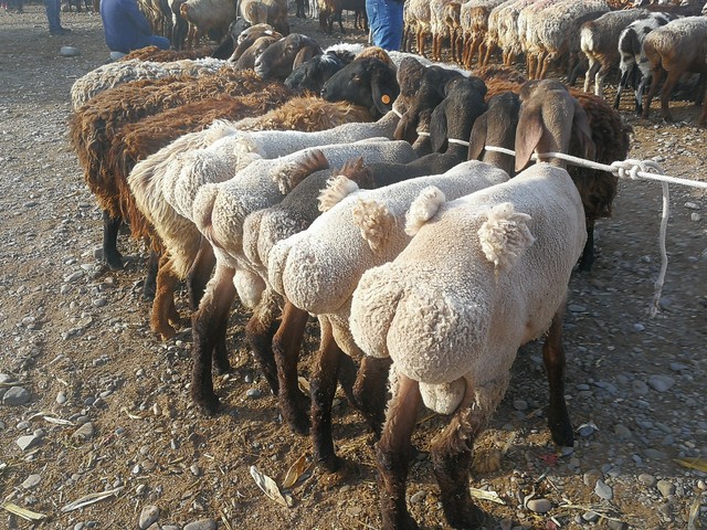 截止到12月27日，全国不同地区活羊价格汇总，仅供参考