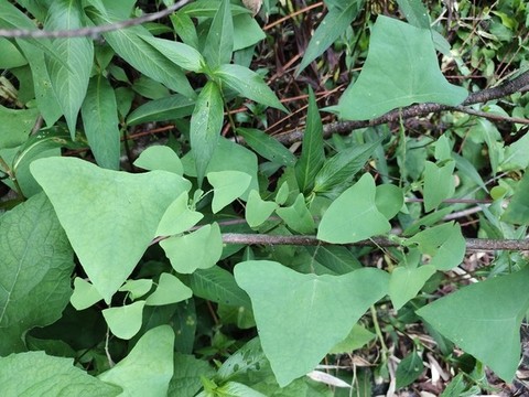 有刺的植物(山上3种有刺的野生植物,全是名贵药材,看看你都认识吗?