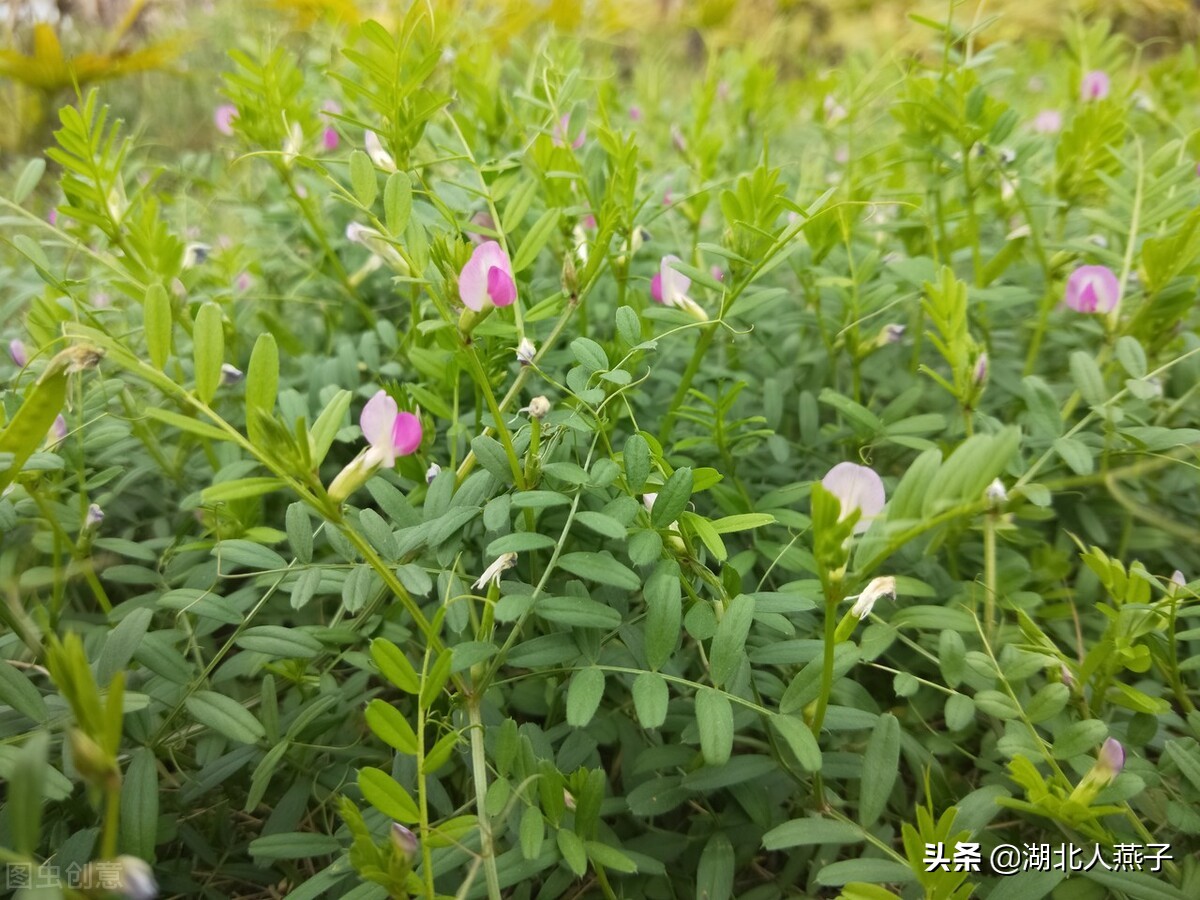 常见野菜的大全（50种野菜的图片及吃法）