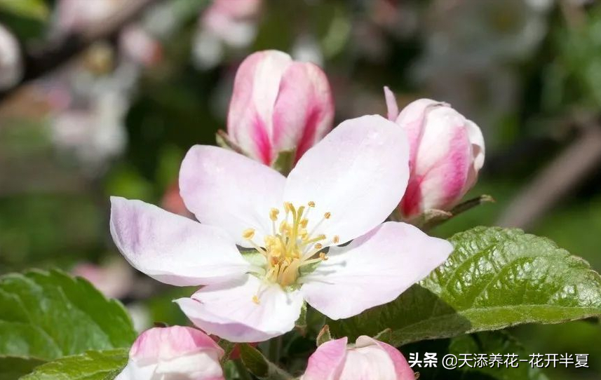 苹果叶子图片（两分钟教你如何分辨苹果花和海棠花）