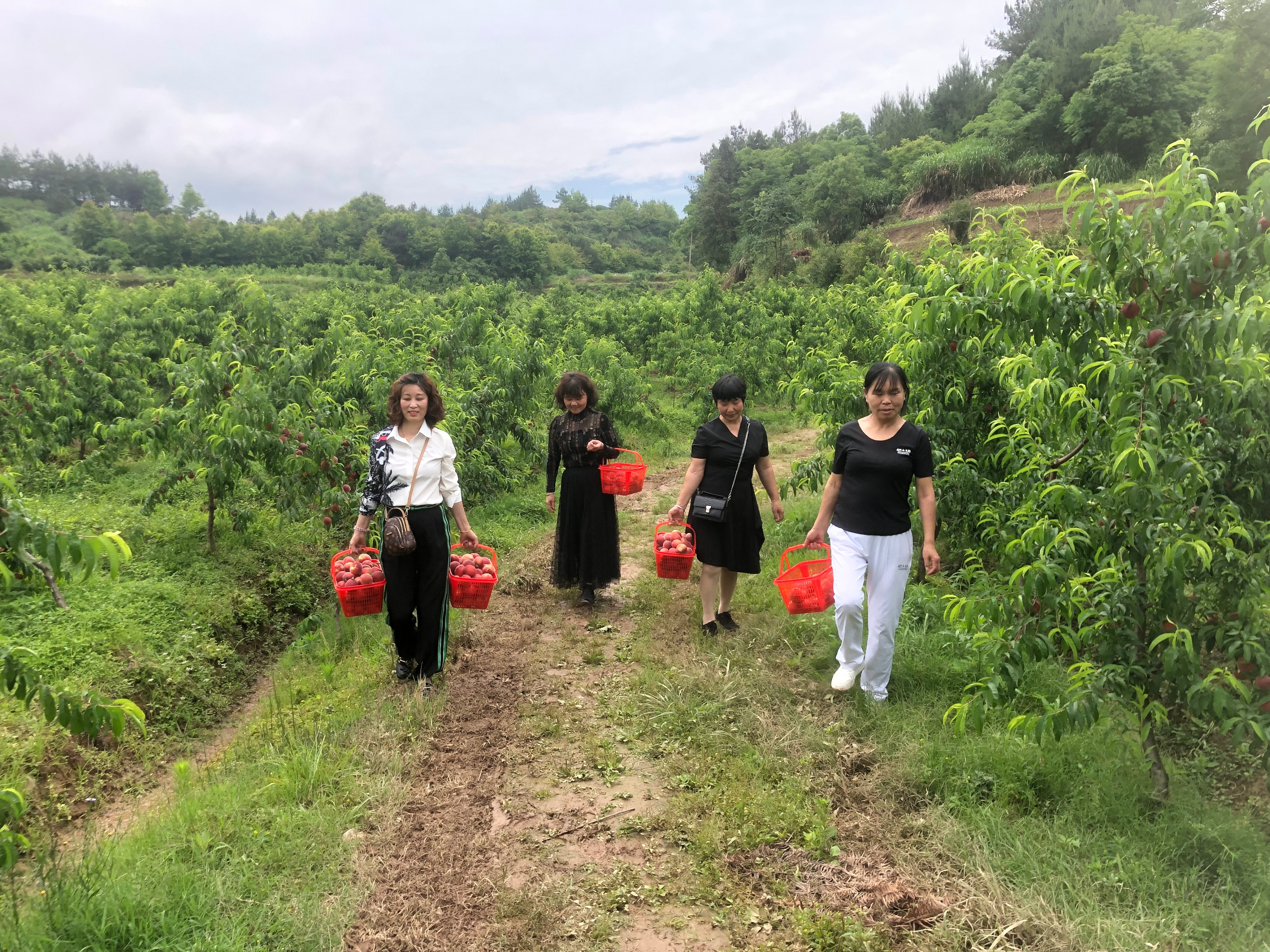 ��԰�ˣ�����ժ����