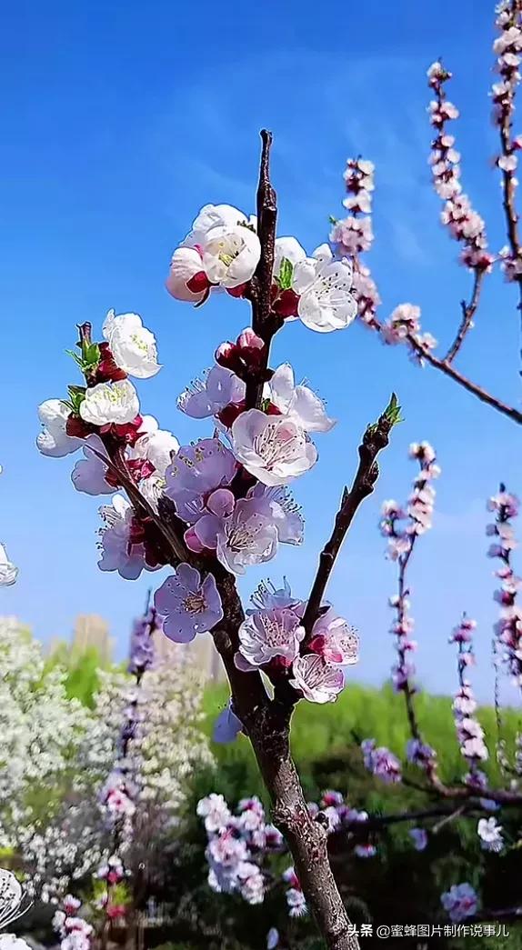 春色满园花盛开，群蜂恋蕊采蜜来