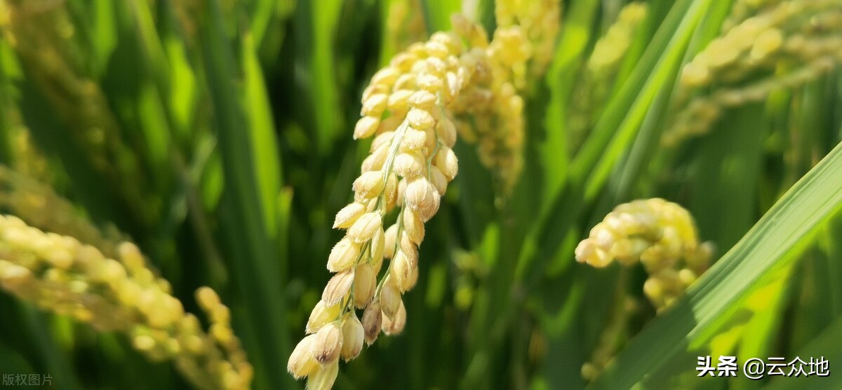 水稻优质高产第一步,选好品种,2022年各地水稻主导品种汇总