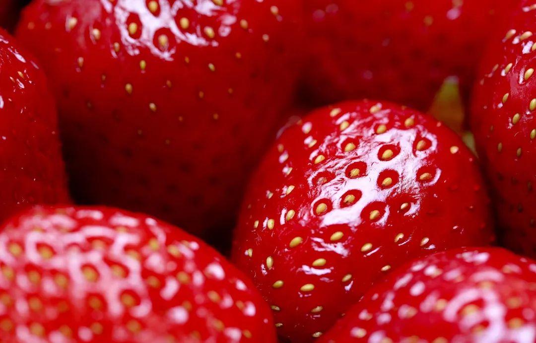 草莓季节是几月份（一文揭秘草莓的成熟季节）