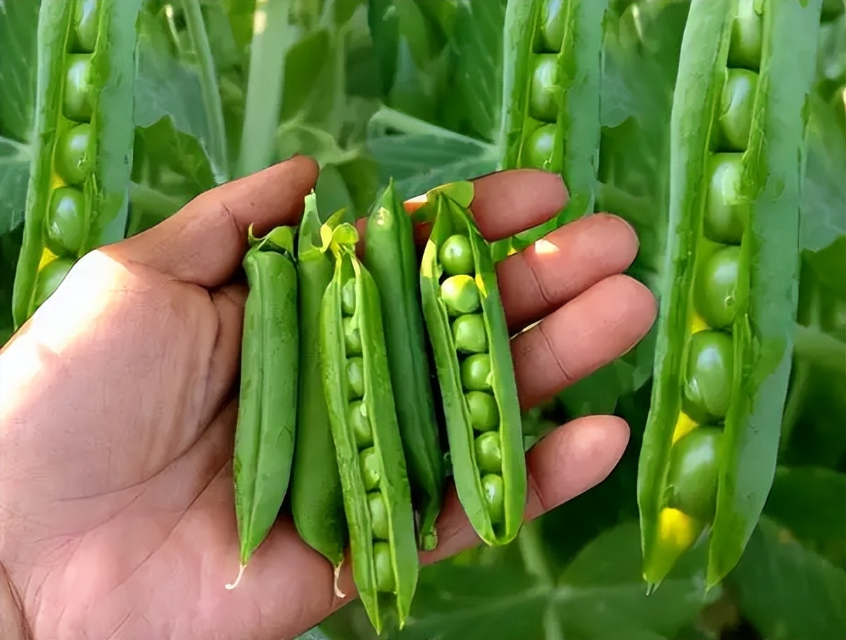 豌豆怎么煮好吃（分享豌豆营养又美味的3种做法）