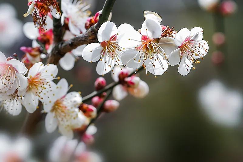 蔷薇科杏属植物杏梅（盘点杏梅种类以及特征）