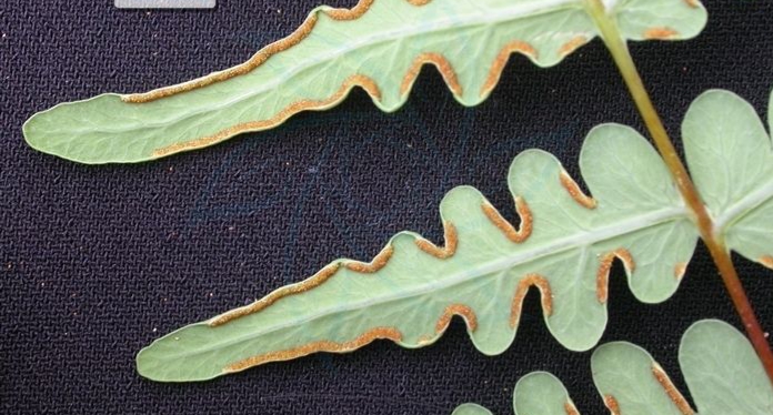 蕨菜是一种什么样的植物？
