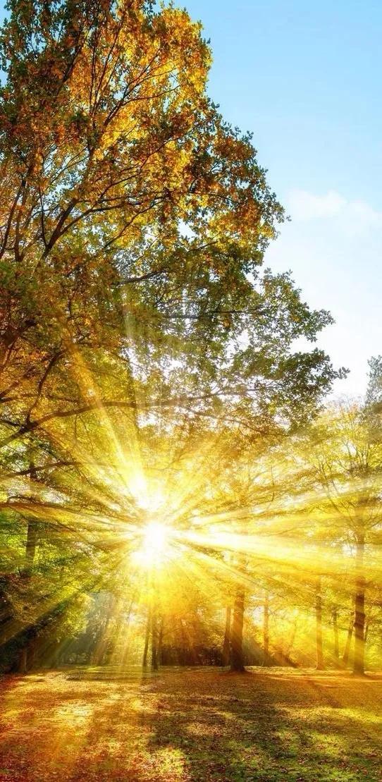 唯美晨光壁纸:清晨的第一缕阳光,迎来新的一天