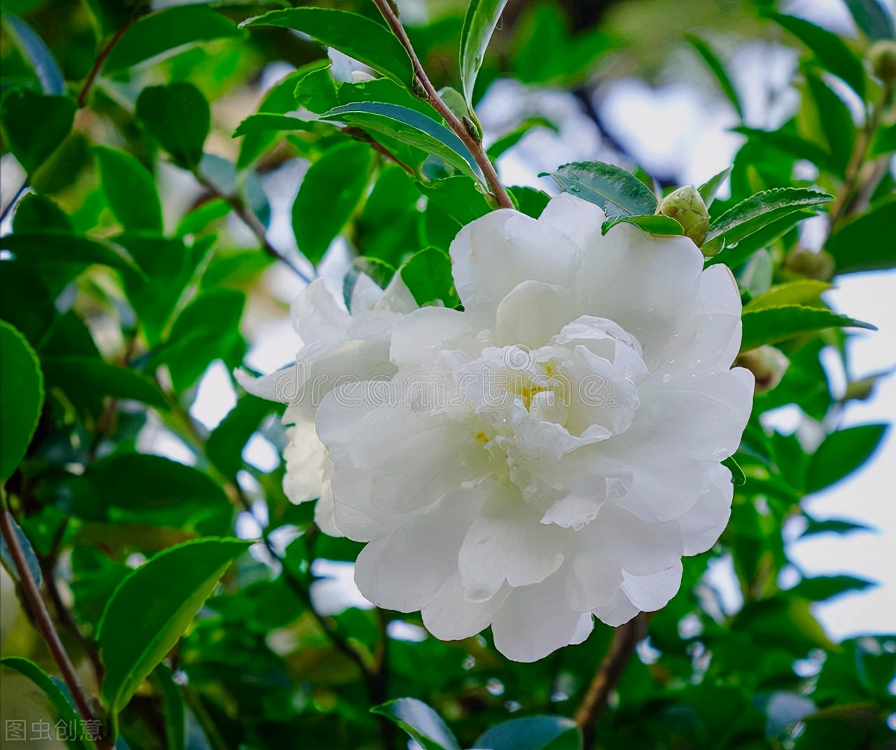 一花一世界，一花一春天，一爱一深情，心中有花海，余生清欢安然