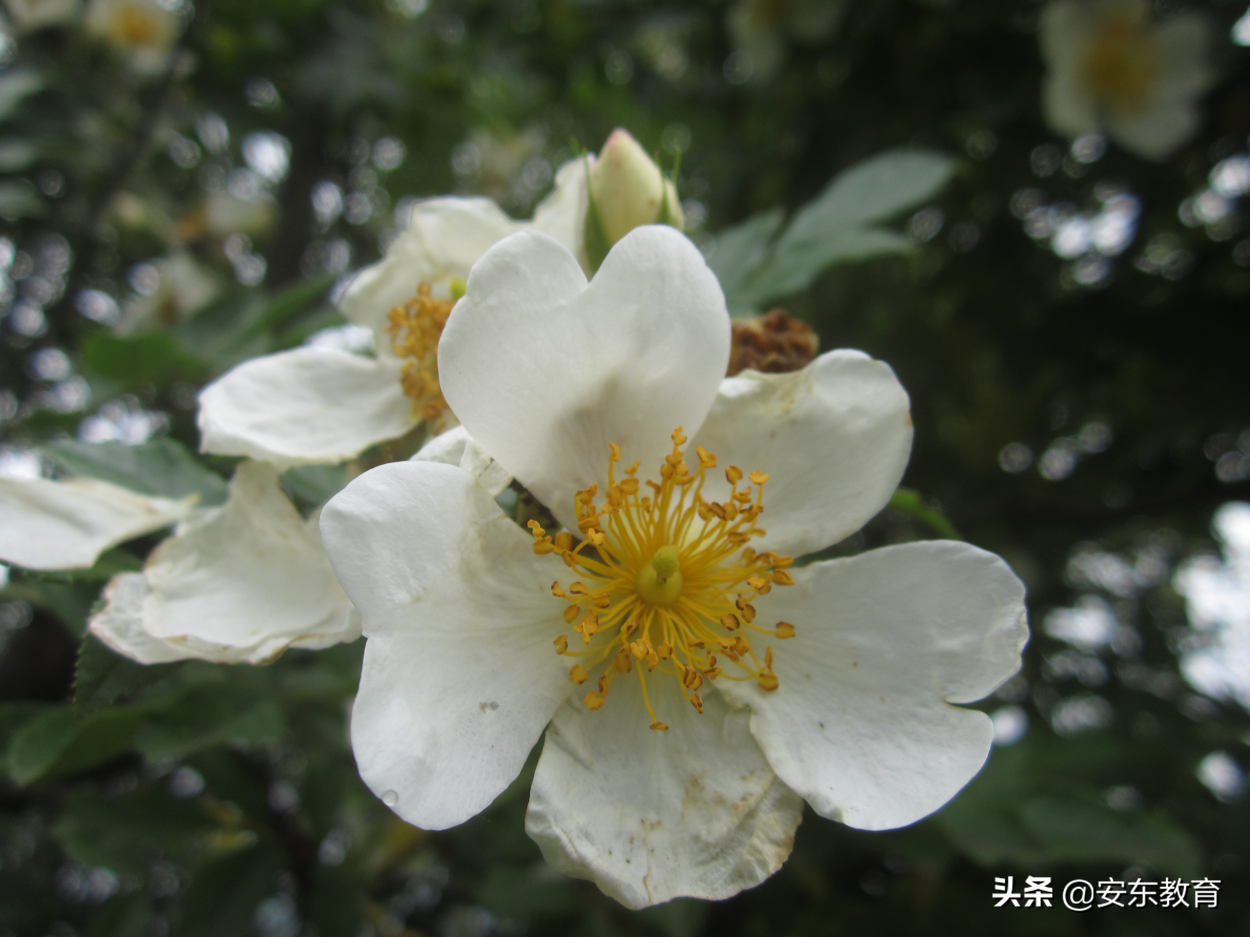 智利女优朵儿(采刺玫朵儿，甜蜜和辛酸混杂的记忆，认识山刺玫和野蔷薇)