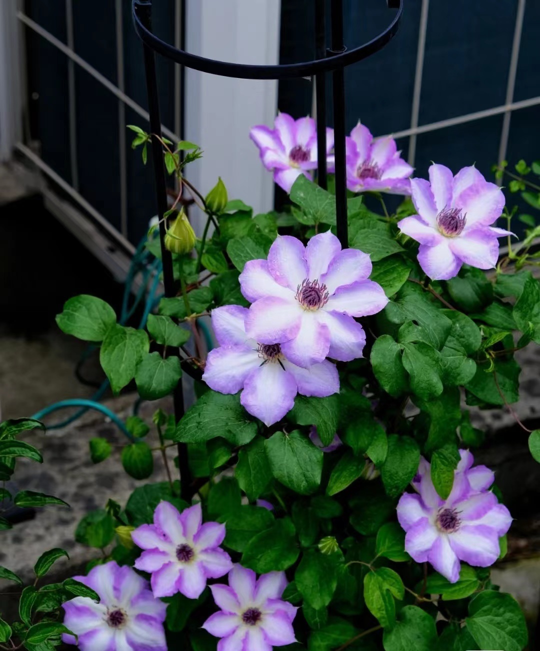 陽台養鐵線蓮 就選 紀三井寺 豐花勤花 又美又仙 值得擁有 天天看點