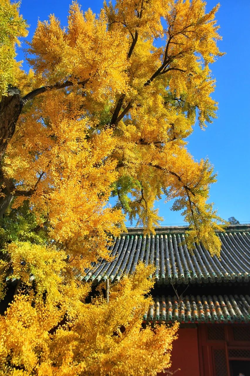 北京羽毛球馆预约(“京西小故宫”修缮重开！古寺寻幽、山林品茶，北京最美秋天在这)