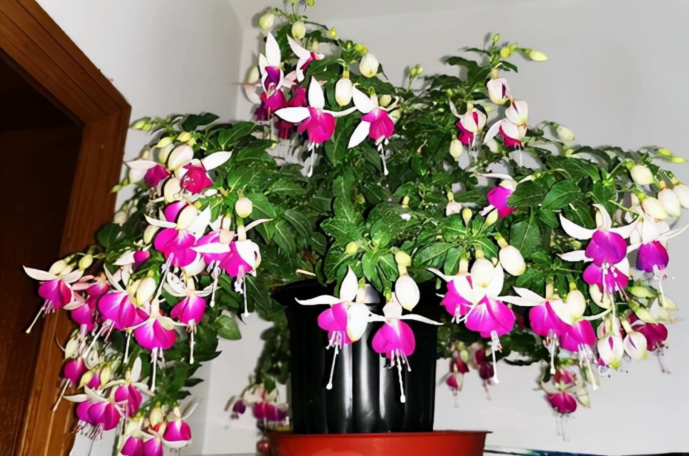 家里光照不足，建议养这10种“耐阴花”，有点散光就能长得很美