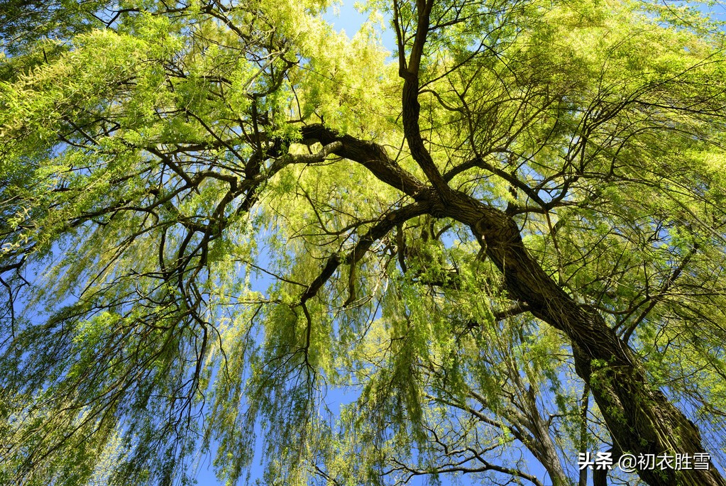 先唐杨柳古诗七首，同心且同折，溯源折杨柳送别的古俗