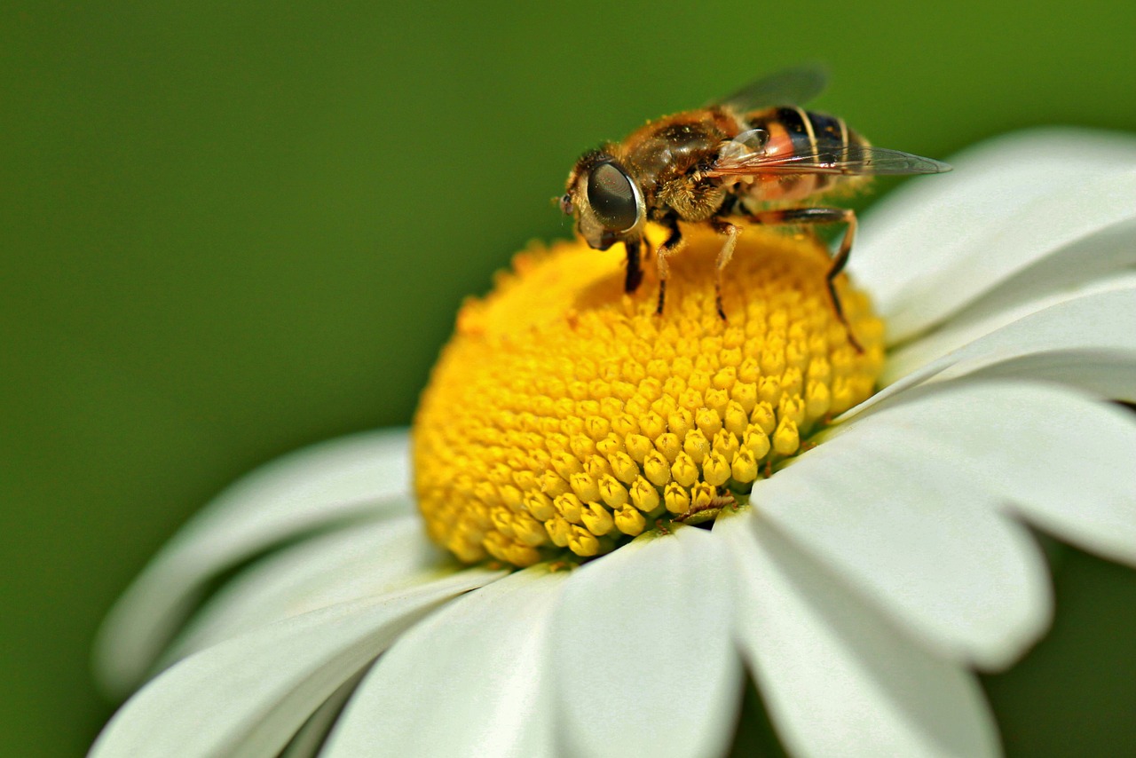 被蜂子蛰了之后应该怎么办 如何预防蜜蜂蛰伤？