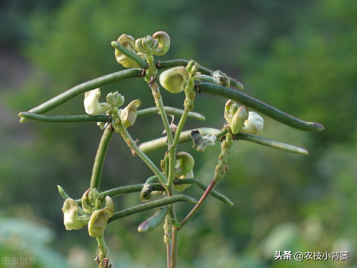 大家总结出了各种(绿豆怎样种植管理才能更高产？从播种到采收注意这11个方面)