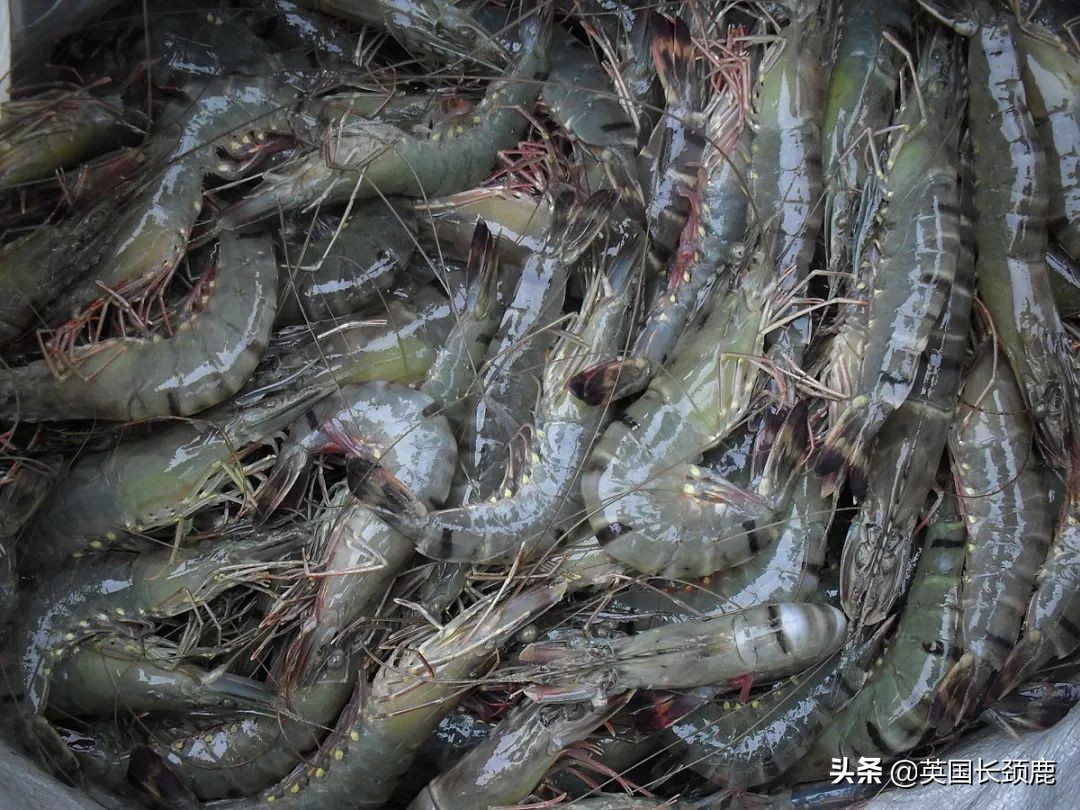 有你最需要的海鲜图鉴