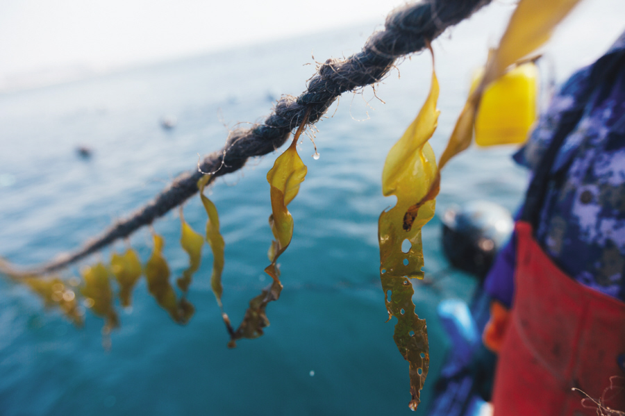 卖出史上最高身价 大连海带凭啥逆袭